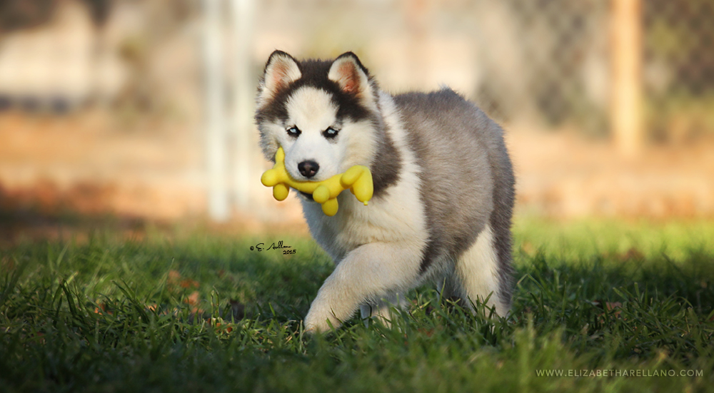 troika siberian husky puppy