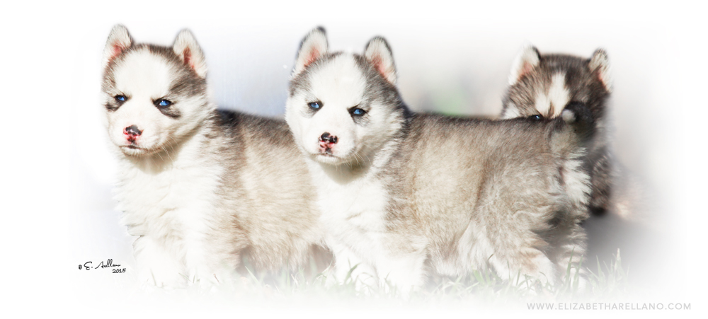 troika siberian husky